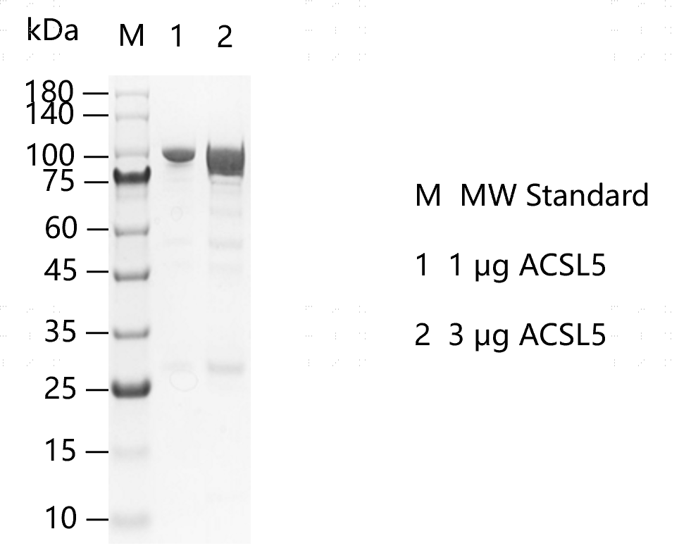 K160116013-ACSL5.png