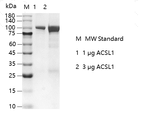 G151209012-ACSL1.png