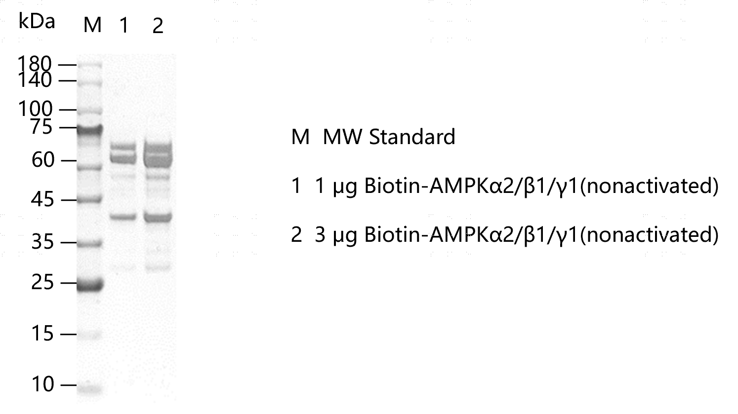 F150918012-Biotin-AMPKα2 β1 γ1(nonactiva