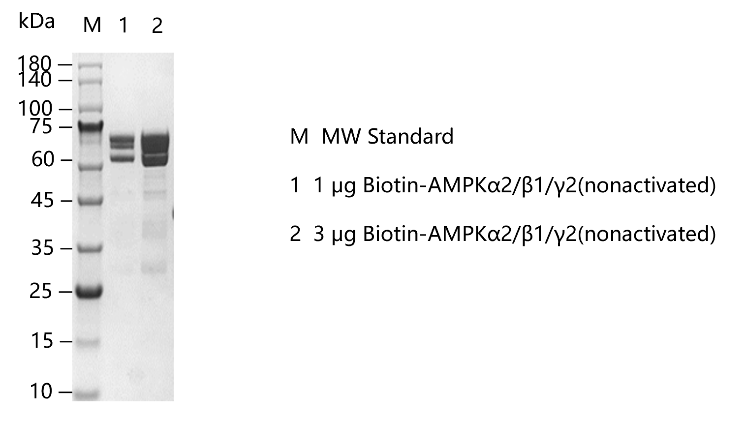 G160205022-Biotin-AMPKα2 β1 γ2 (nonactiv