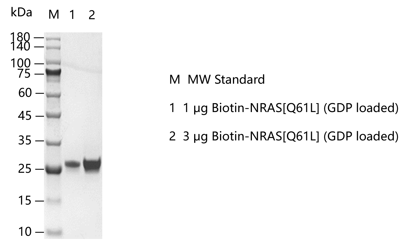 K160205011-Biotin-NRAS[Q61L](GDP loaded)