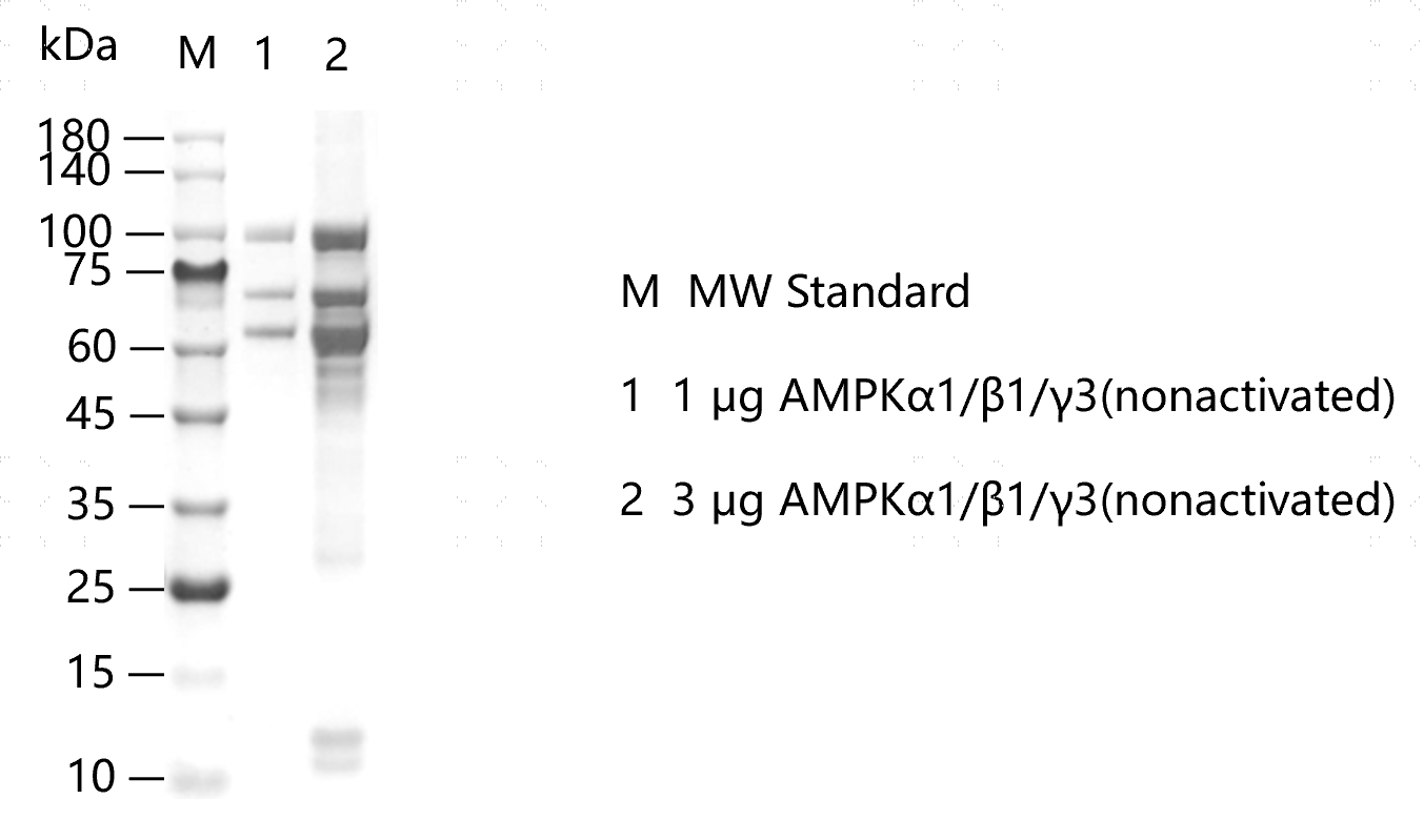 G151120012-AMPKα1 β1 γ3(nonactivated).pn
