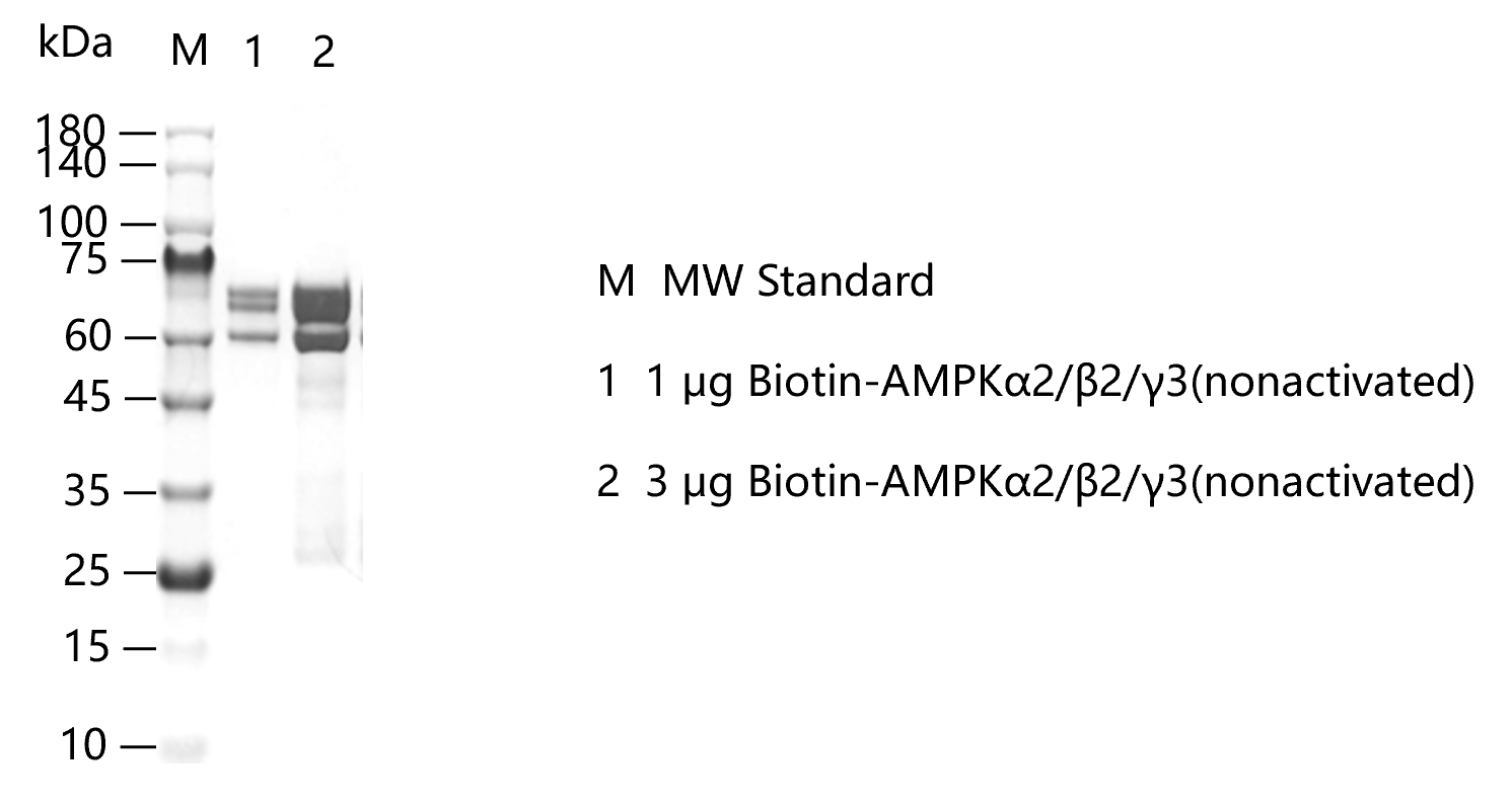 K151015014-Biotin-AMPKα2 β2 γ3(nonactiva