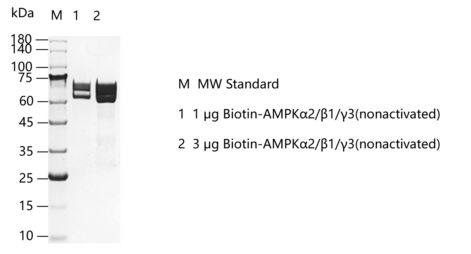 G160226012-Biotin-AMPKα2 β1 γ3  (nonacti
