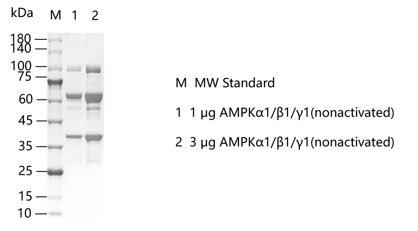 G150821012-AMPKα1 β1 γ1(nonactivated).pn