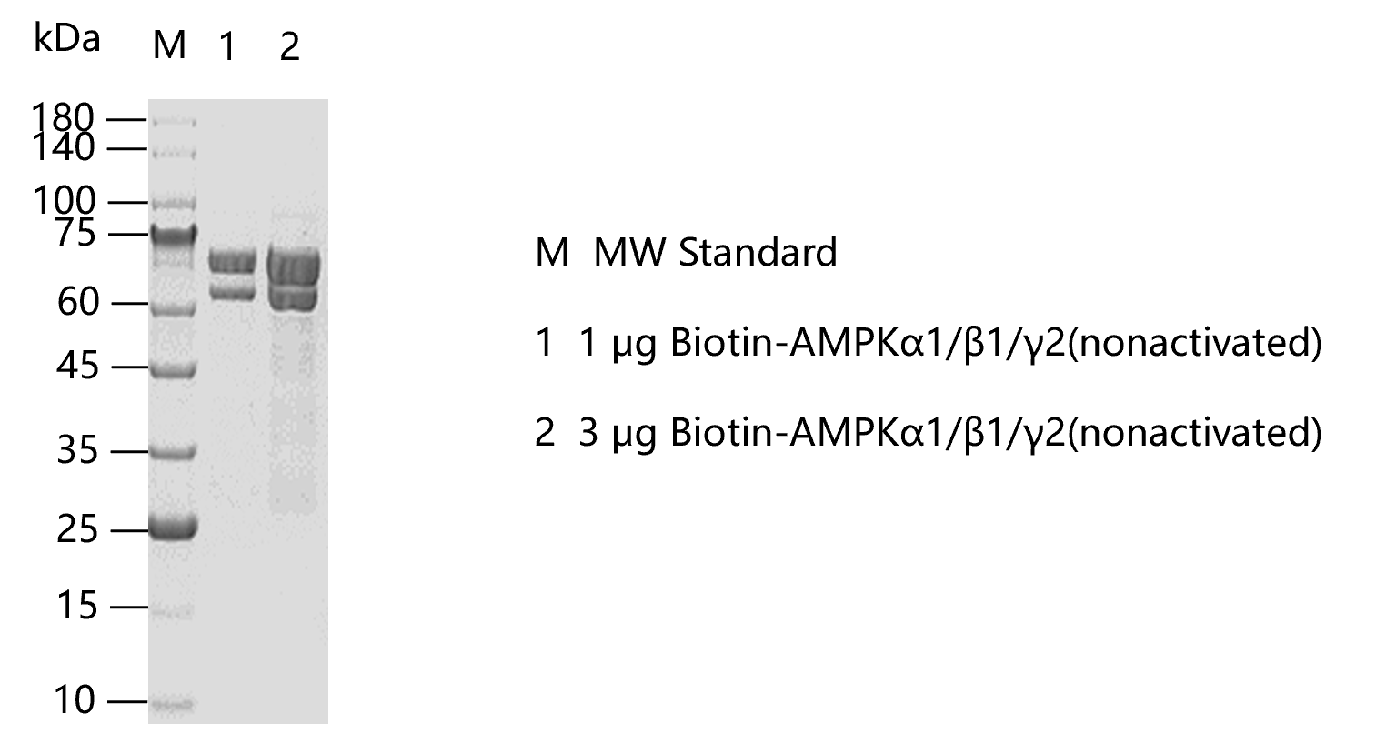 G160129013-Biotin-AMPKα1 β1 γ2(nonactiva
