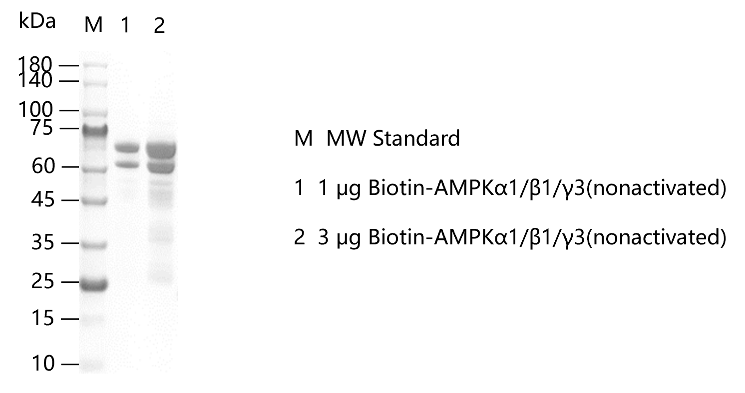 K150909011-Biotin-AMPKα1 β1 γ3(nonactiva