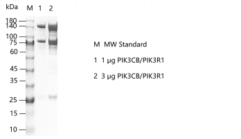 G151128021-PIK3CB PIK3R1.png