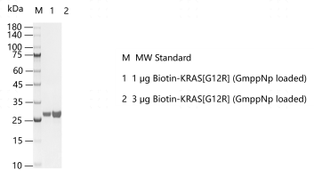 F160626022-Biotin-KRAS[G12R] (GmppNp loa