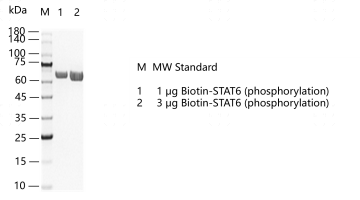 G151219011-Biotin-STAT6 (phosphorylation