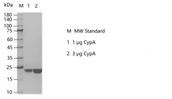 K160324011-CypA.png
