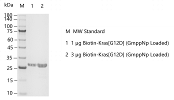 F160701013-Biotin-Kras[G12D] (GmppNp Loa