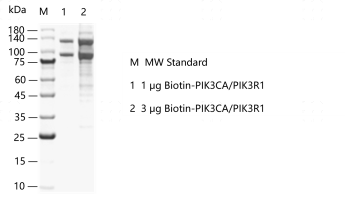 G151216011-Biotin-PIK3CA-PIK3R1.png