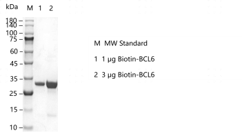 K160209011-Biotin-BCL6.png
