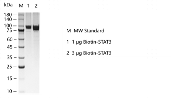 G160228022-Biotin-STAT3.png