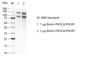 G151216021-Biotin-PIK3CA-PIK3R1.png