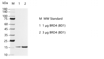 F160812012-BRD4 (BD1).png