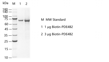 R160724011-Biotin-PDE4B2.png