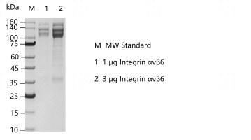 R160731011-Integrin αvβ6.png