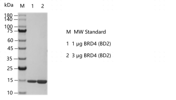 F160803011-BRD4 (BD2).png