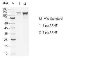 R160710021-ARNT.png